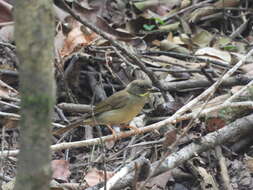 Image of Yellow-whiskered Greenbul