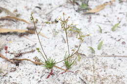 Image of Stylidium rigidulum Sond.