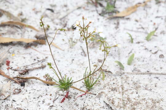 Image de Stylidium rigidulum Sond.