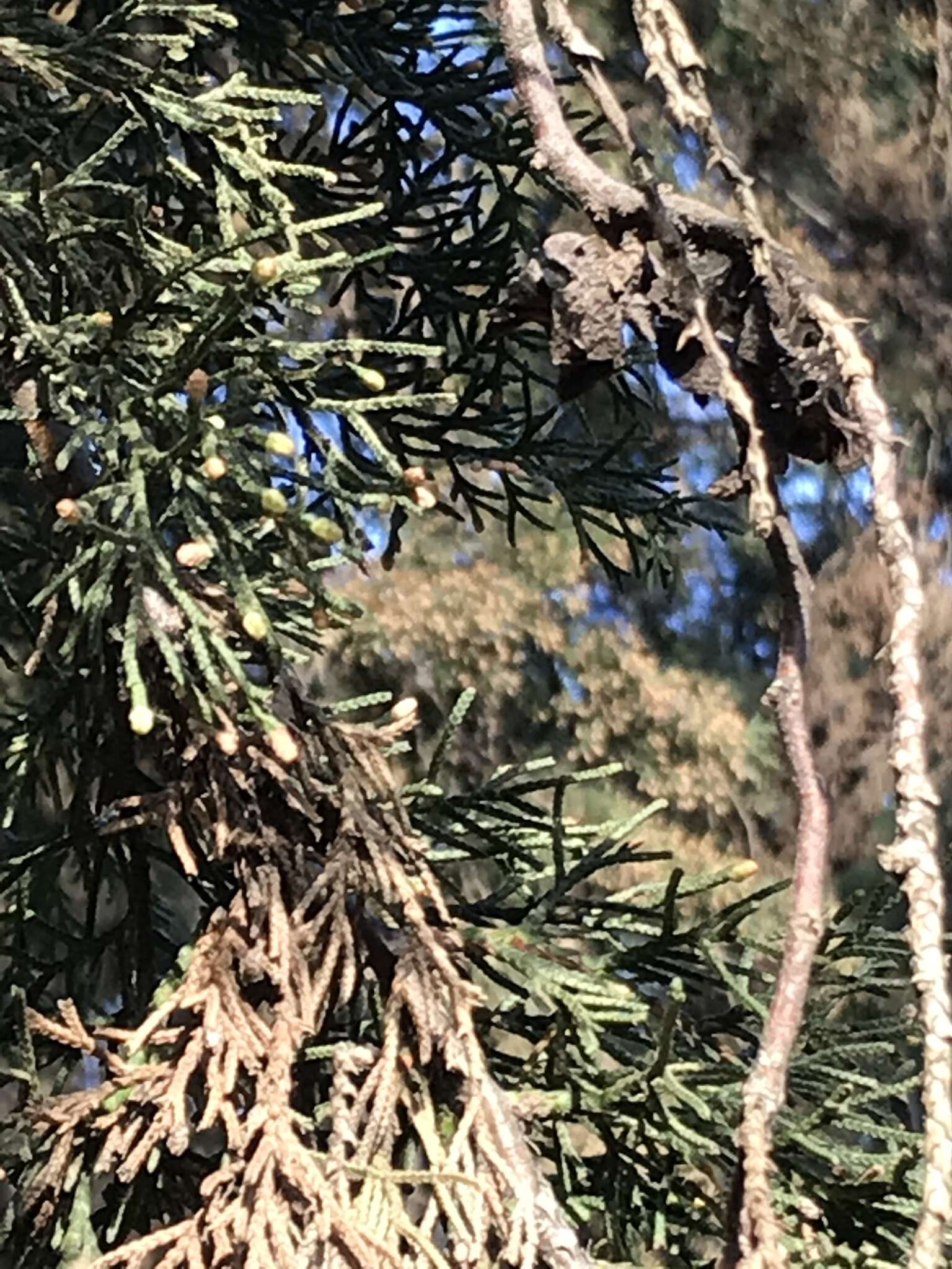 Imagem de Cupressus lusitanica Mill.