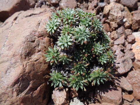 Plantago barbata Forst.的圖片