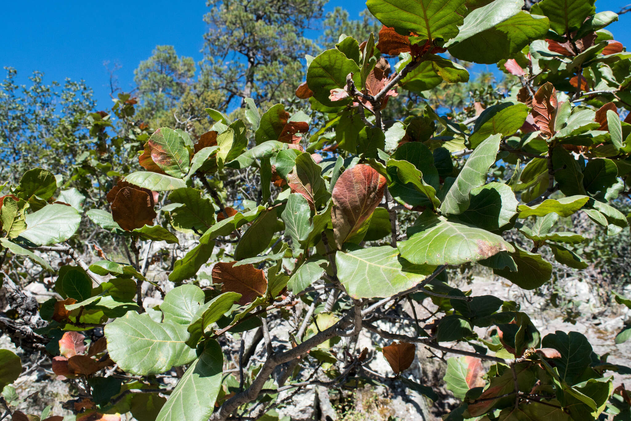 Imagem de Quercus radiata Trel.