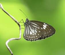 Euploea hewitsonii Felder & Felder 1865的图像