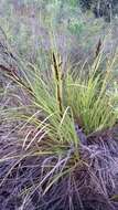 Image of forest sawsedge