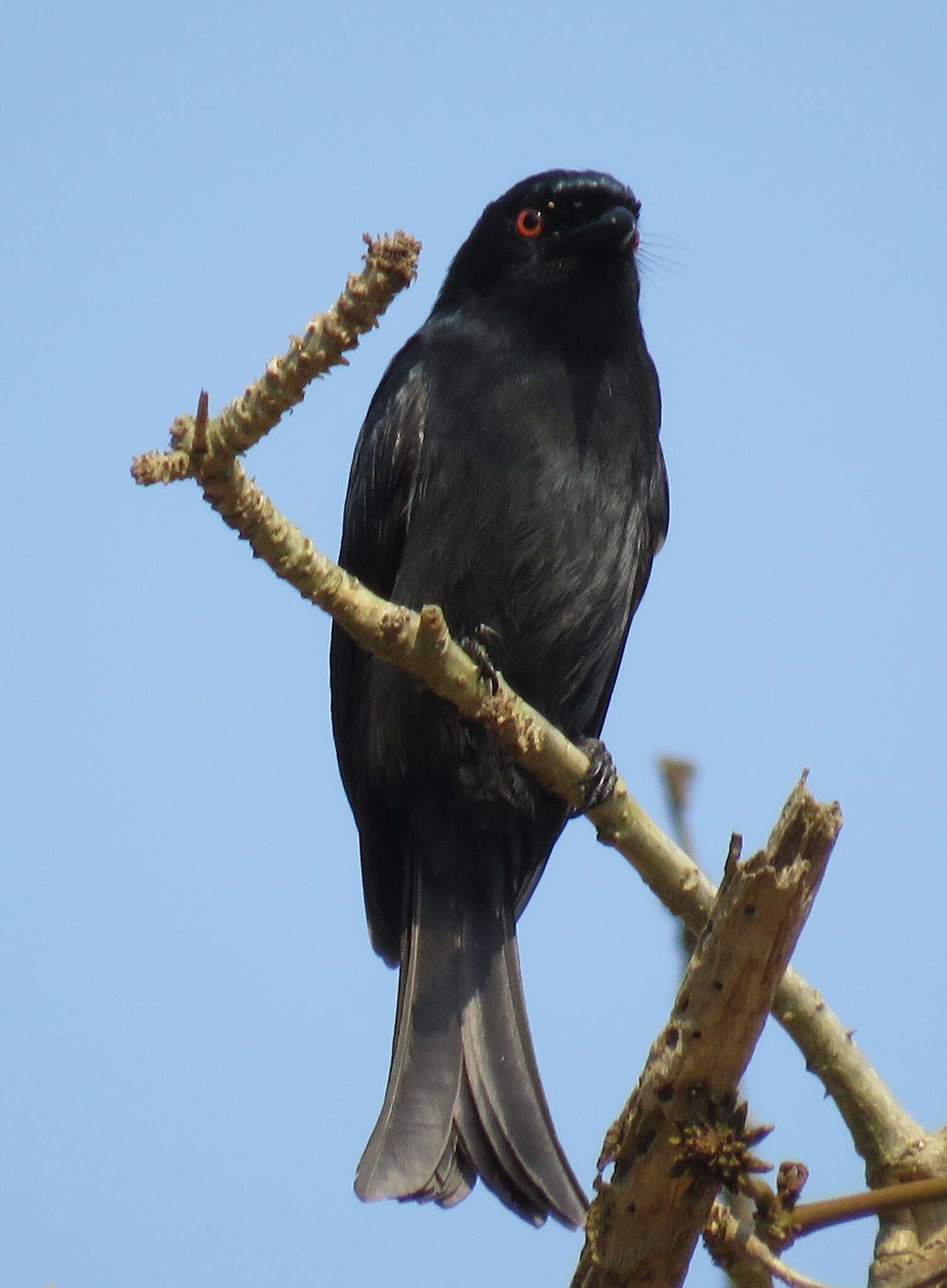 Image of Common Square-tailed Drongo