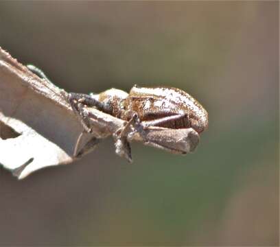 Image of Teratopactus nodicollis (Boheman 1833)