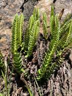 Image de Polystichum kruckebergii W. H. Wagner