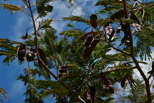 Imagem de Lysiloma aurita (Schltdl.) Benth.