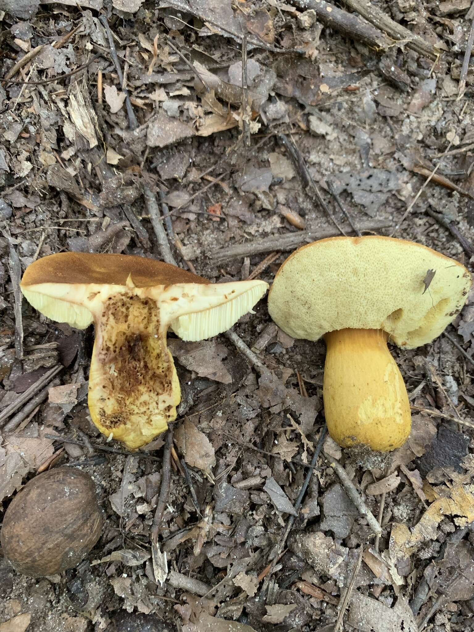 Image of Aureoboletus roxanae (Frost) Klofac 2010