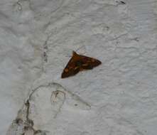 Image of Mint moth