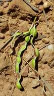 Image of Acacia deanei subsp. paucijuga (F. Muell. ex N. A. Wakef.) Tindale