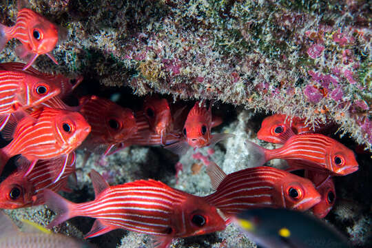 Image of Hawaiian Squirrelfish