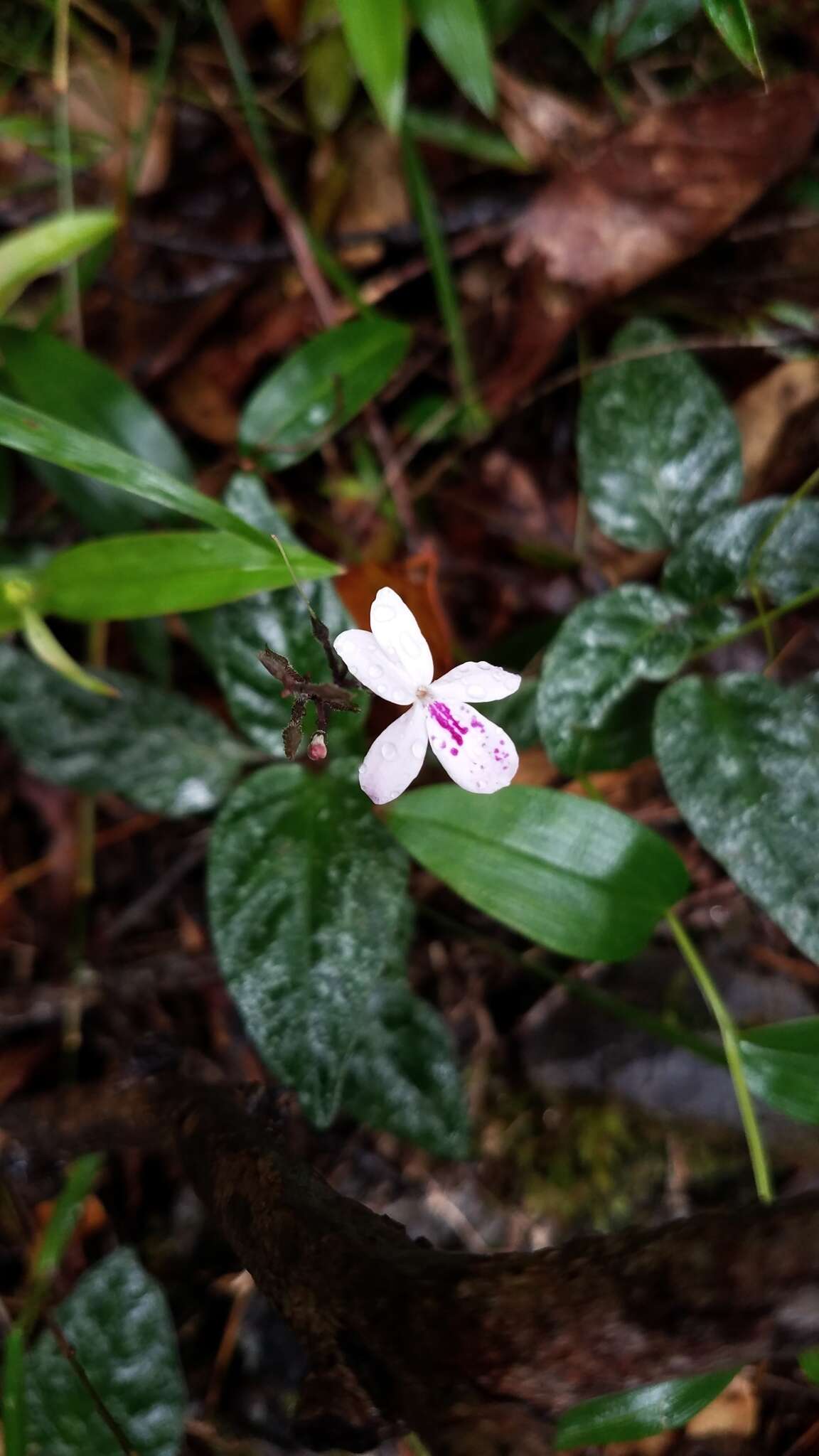 Image de Pseuderanthemum variabile (R. Br.) Radlk.