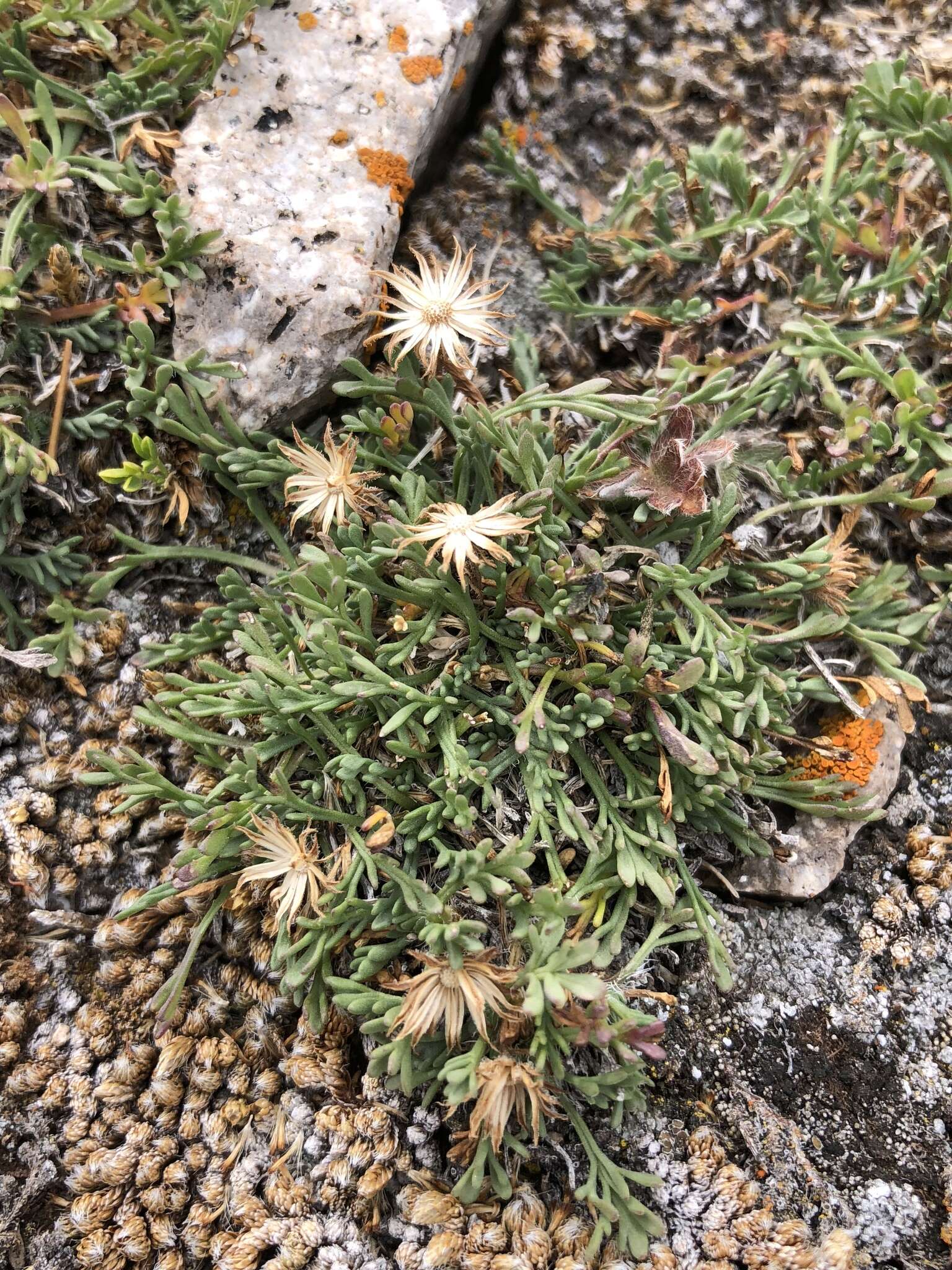 Image of depauperate fleabane