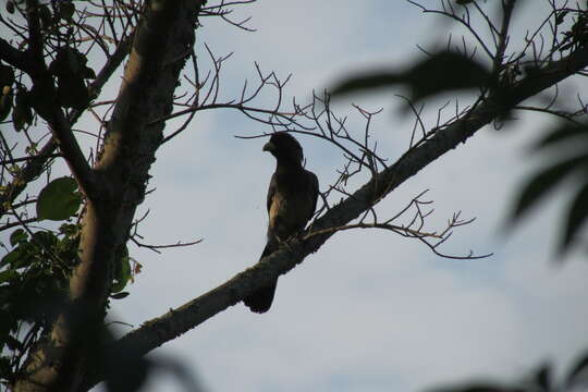 Image of Eastern Plantain-eater