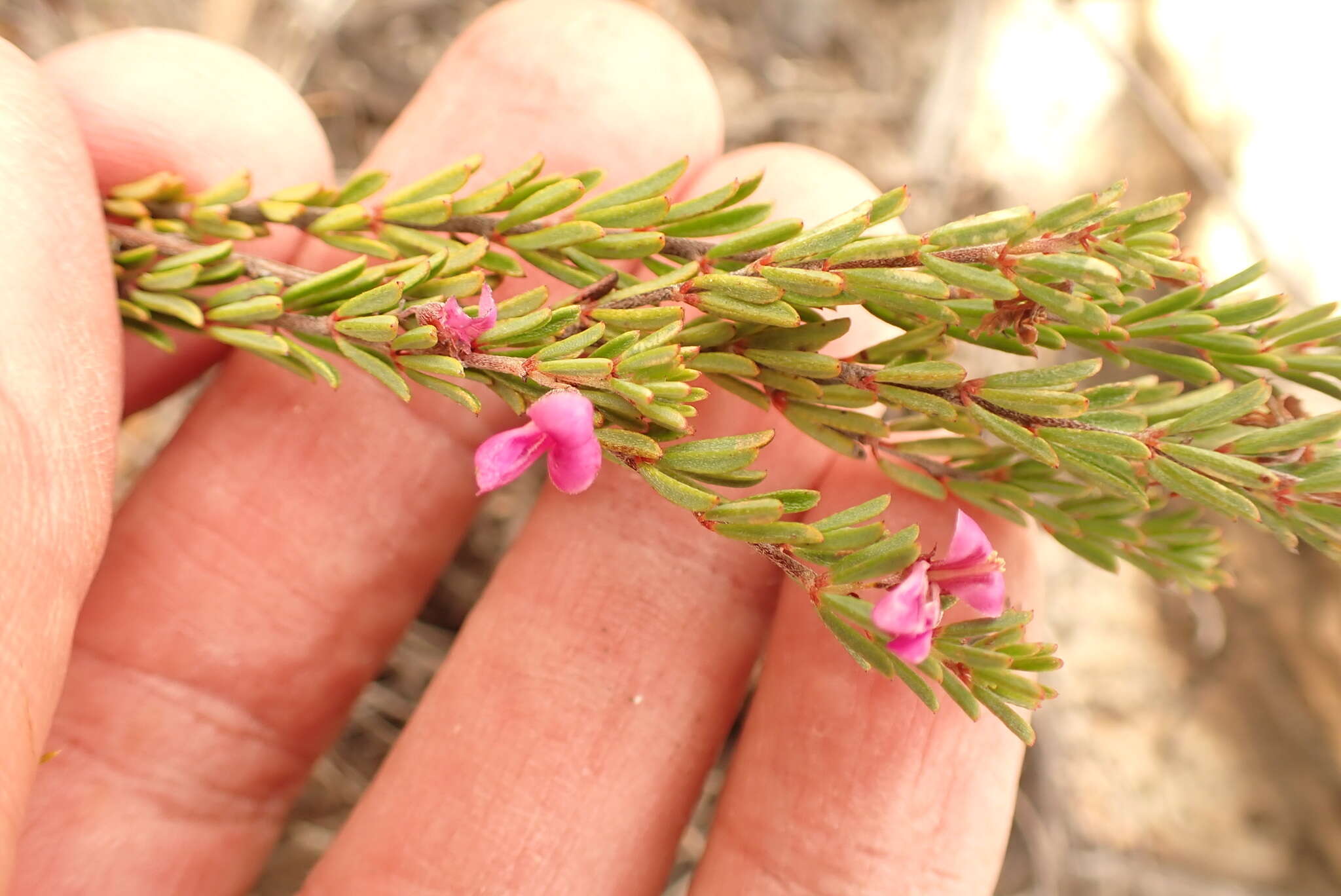 Слика од Indigofera pappei Fourc.