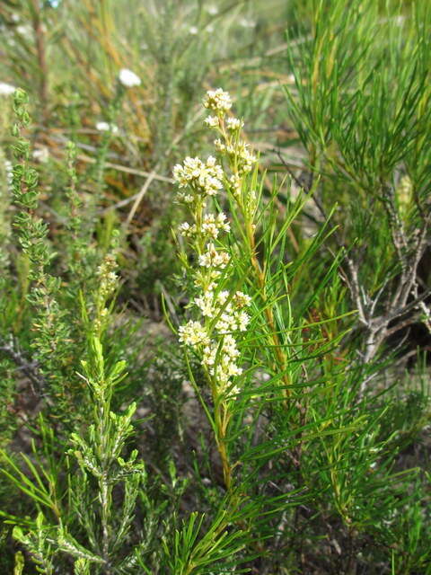 Image of Searsia rosmarinifolia (Vahl) F. A. Barkley