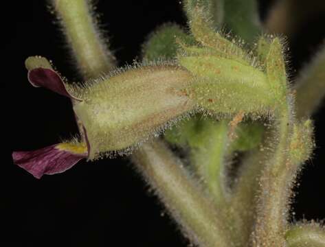 Image of sanddune unicorn-plant