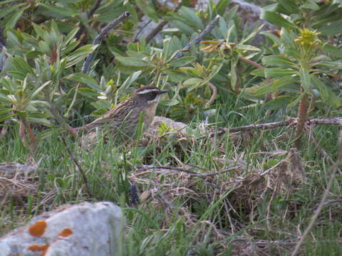 Image of Radde's Accentor