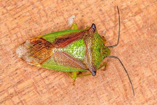 Acanthosoma haemorrhoidale (Linnaeus 1758) resmi