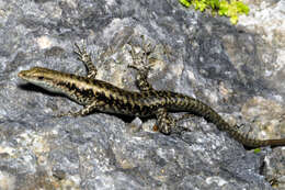 Image of Emoia atrocostata freycineti (Duméril & Bibron 1839)