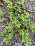 Plancia ëd Polypodium cambricum subsp. macaronesicum (Bobrov) Fraser-Jenkins