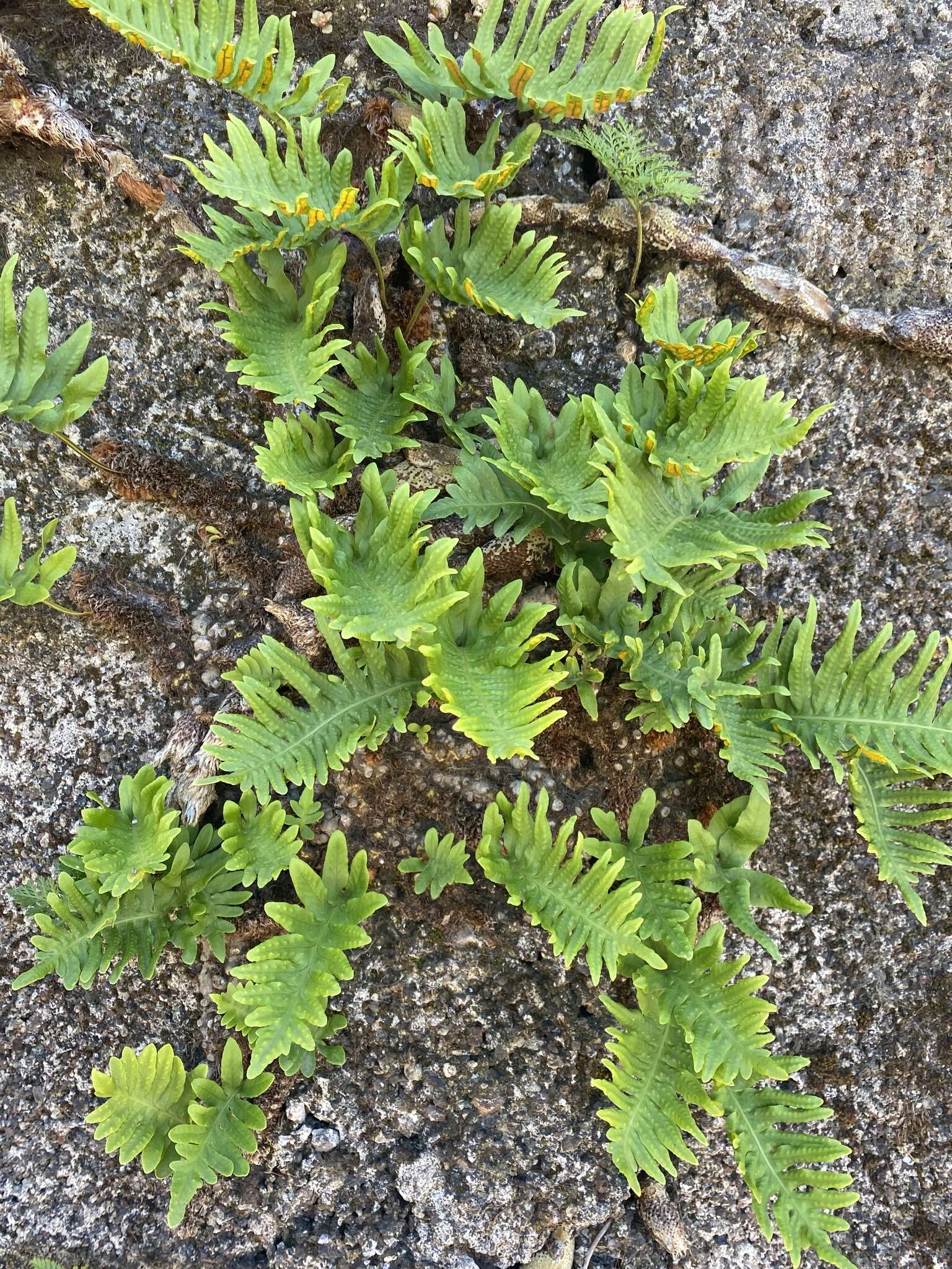 Polypodium cambricum subsp. macaronesicum (Bobrov) Fraser-Jenkins的圖片