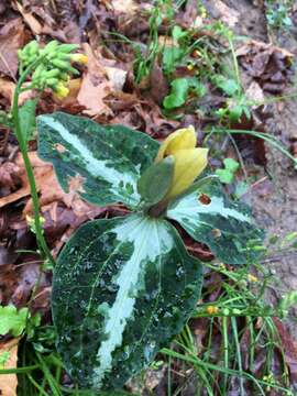 Image de Trillium decipiens J. D. Freeman