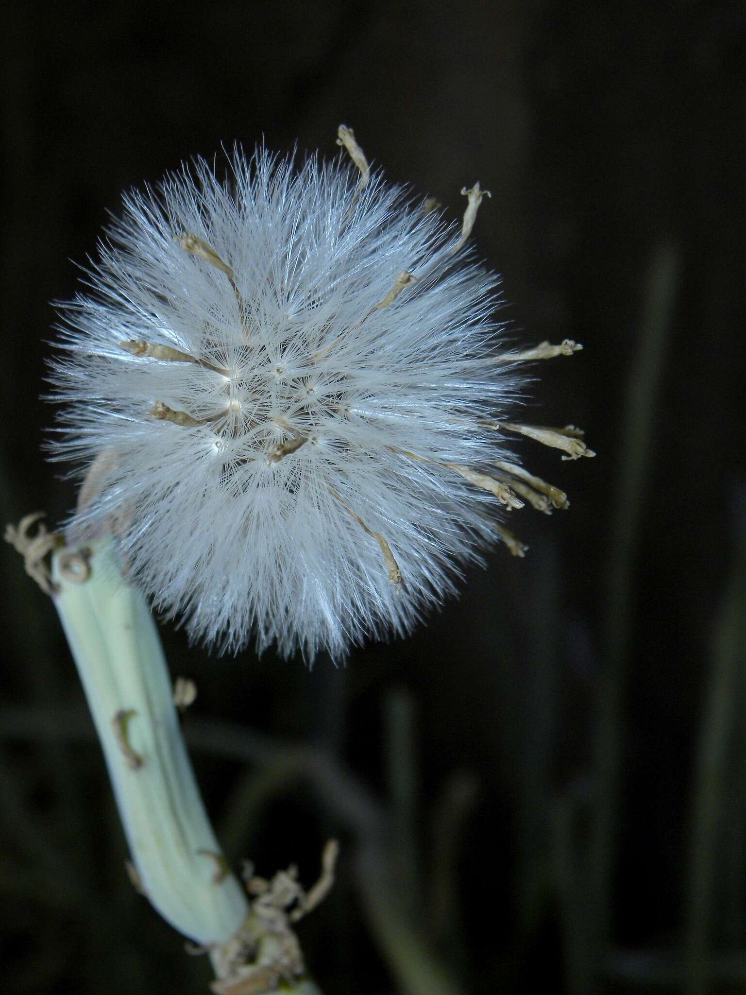 Image of Kleinia anteuphorbium (L.) DC.