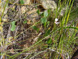 Image of Pelargonium setulosum Turcz.