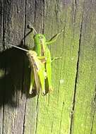 Image of Grasshopper