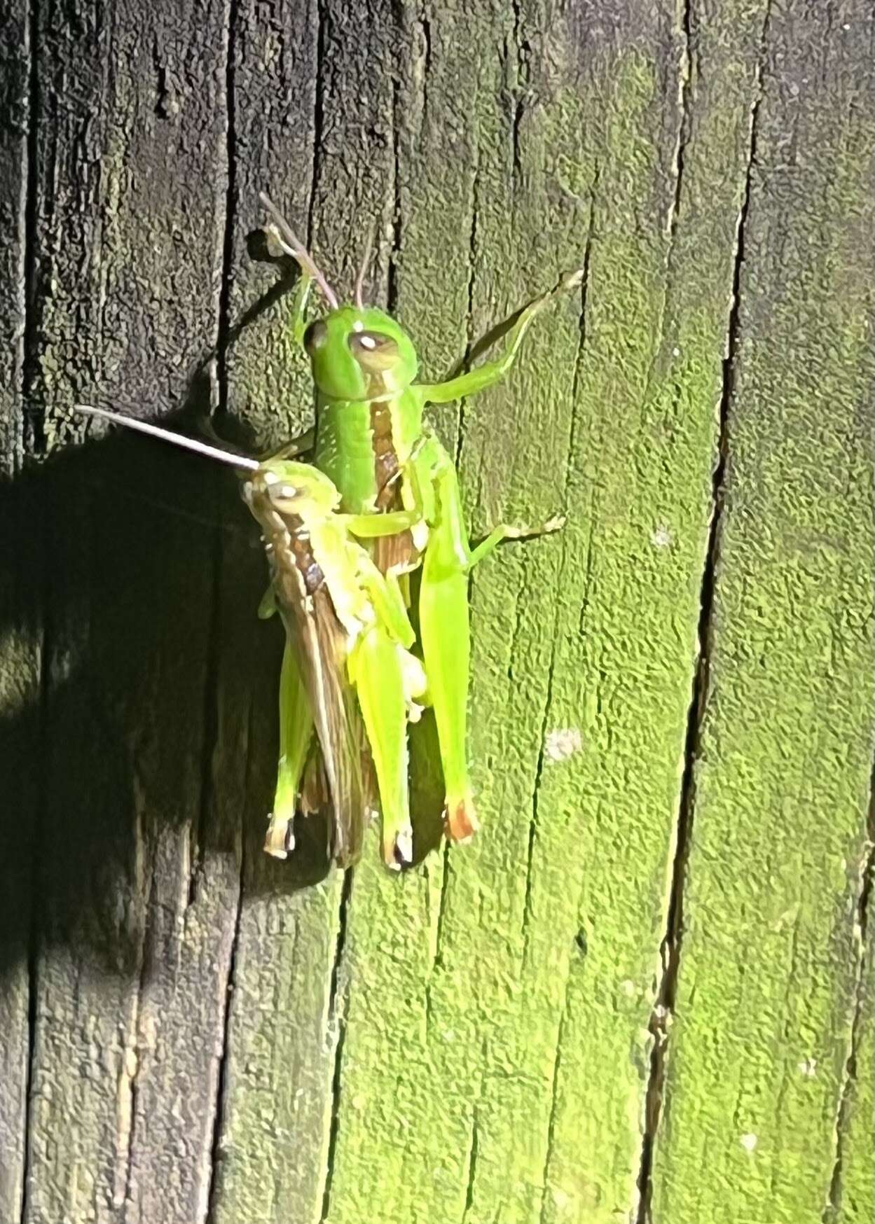 Image of Grasshopper