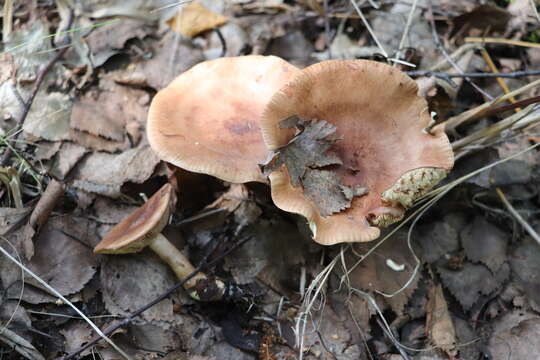 Imagem de Tricholoma fulvum (DC.) Bigeard & H. Guill. 1909