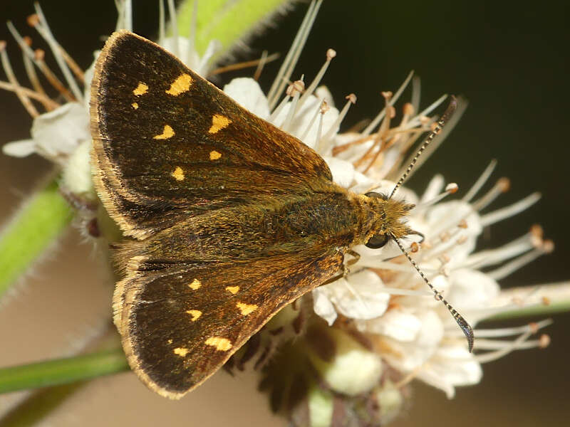 Butleria bissexguttatus Philippi 1860 resmi