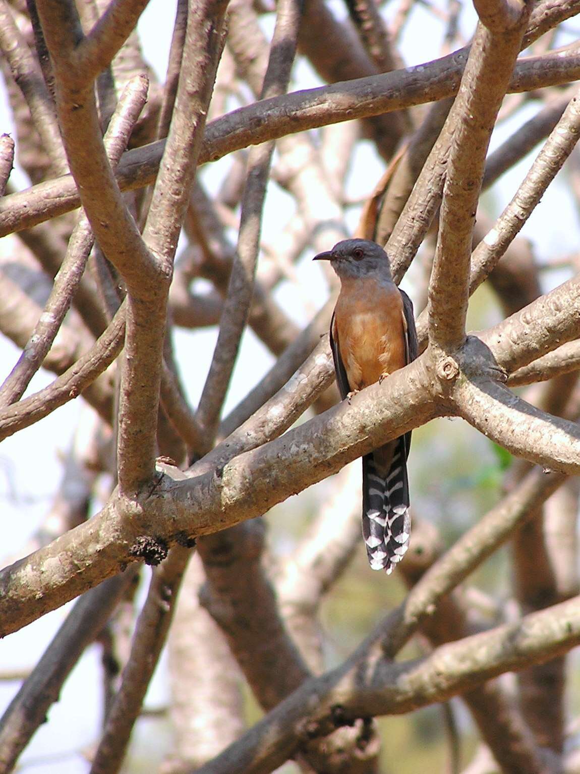 Image of Plaintive Cuckoo