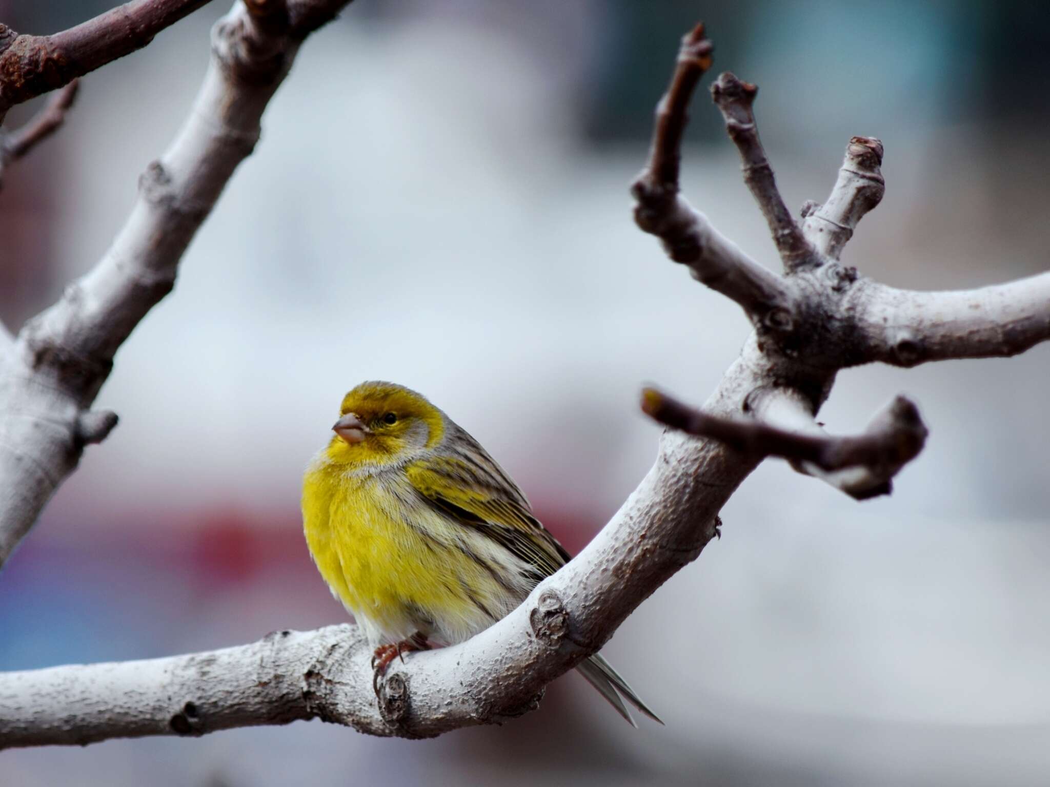 Image of Atlantic Canary