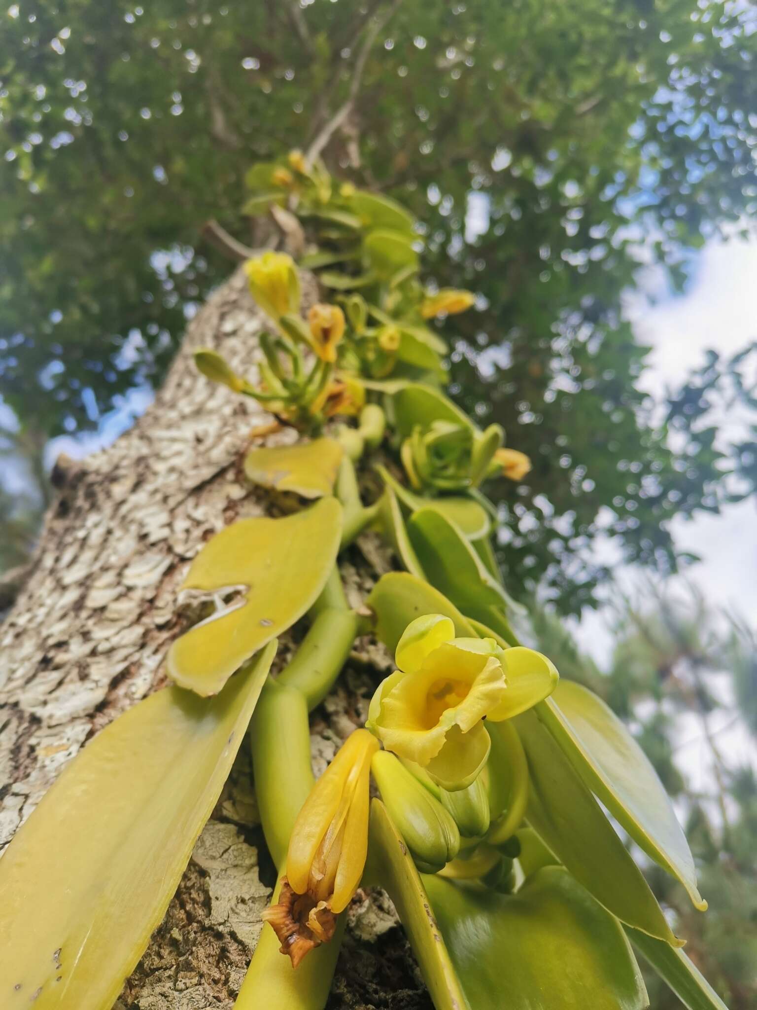 Image of West Indian vanilla