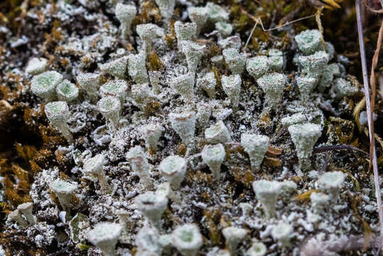 Image of Mealy Pixie-cup Lichen