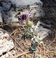 Plancia ëd Centris caesalpiniae Cockerell 1897