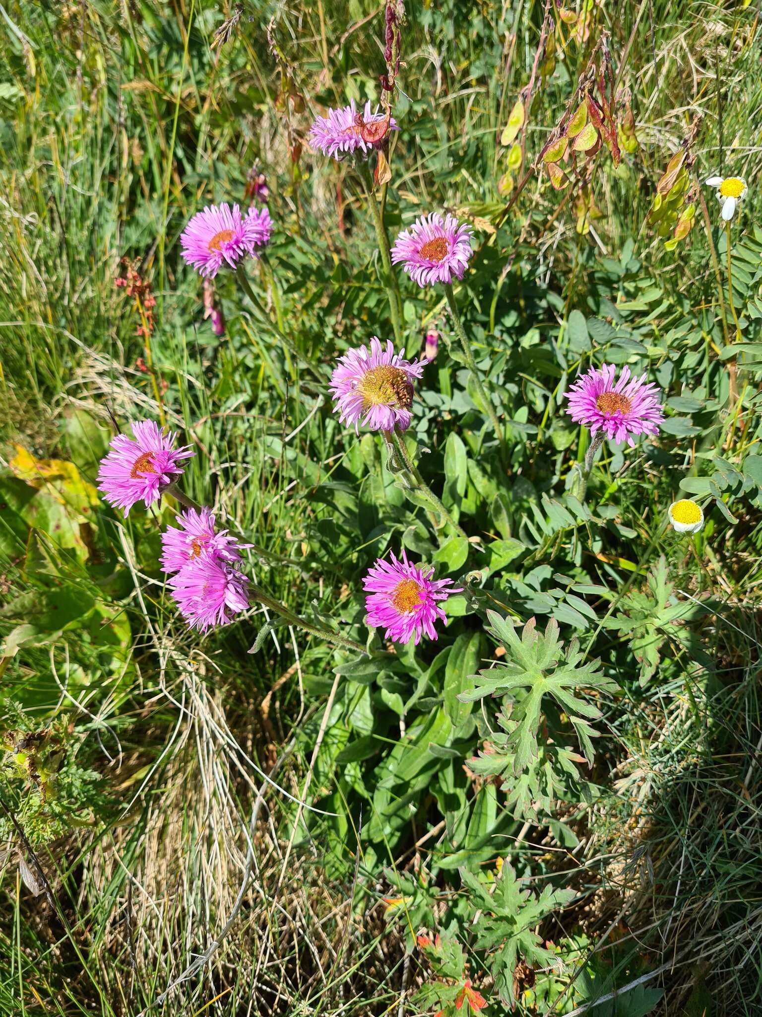 Image de Erigeron caucasicus subsp. venustus (Botsch.) Grierson