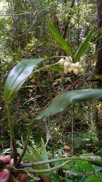 Imagem de Polystachya cultriformis (Thouars) Lindl. ex Spreng.