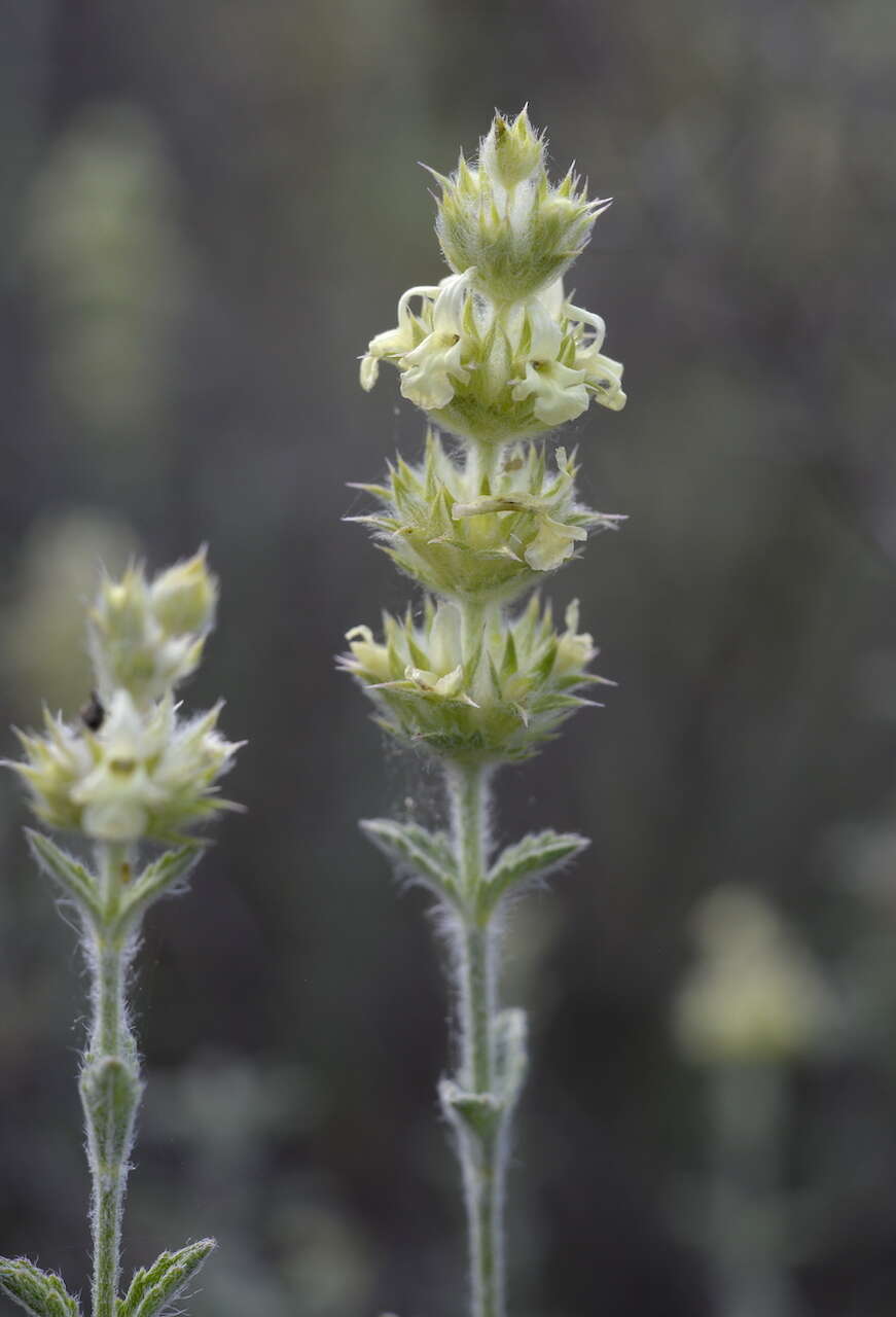 Image de Sideritis fruticulosa Pourr.