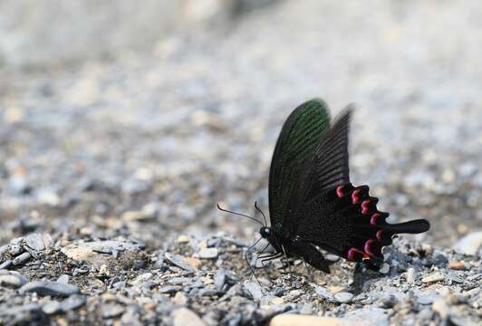 Image of <i>Papilio bianor thrasymedes</i>