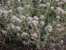 Sivun Teucrium capitatum subsp. capitatum kuva