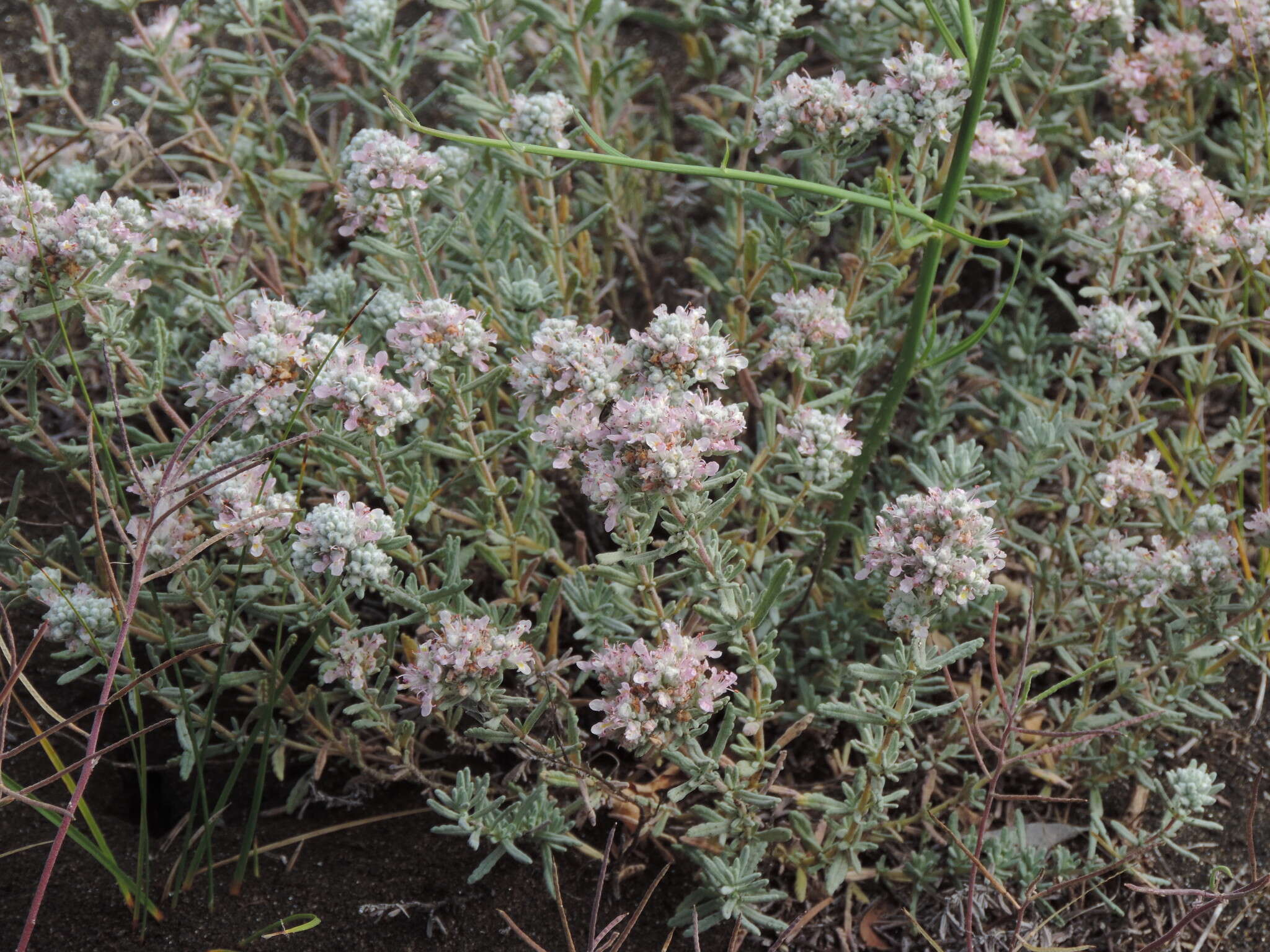 Sivun Teucrium capitatum subsp. capitatum kuva