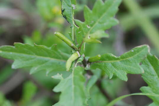 Rorippa cantoniensis (Lour.) Ohwi的圖片