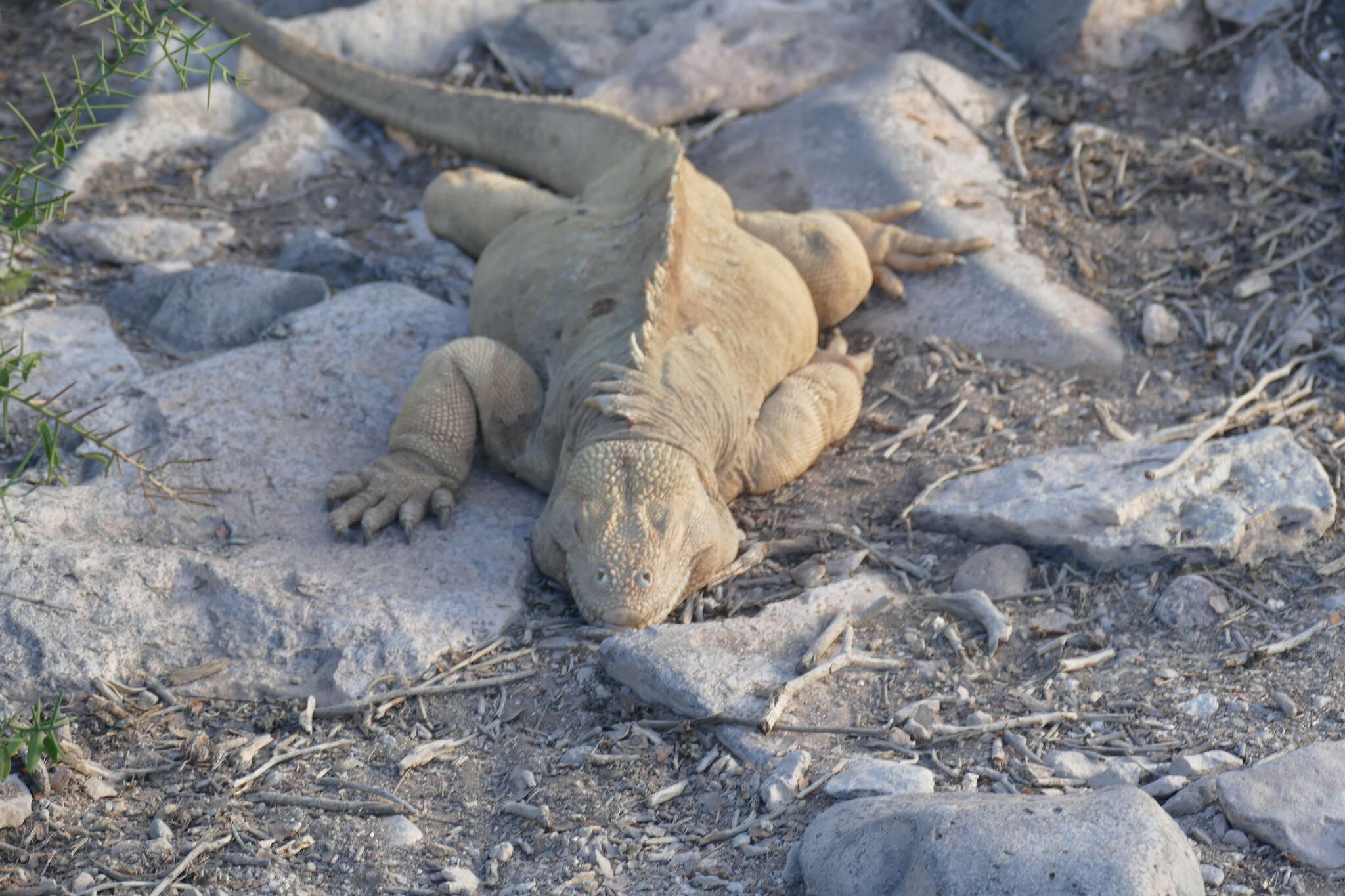 Image of Santa Fe Land Iguana