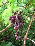 Image of wine grape