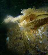 Image of Decorated Warbonnet