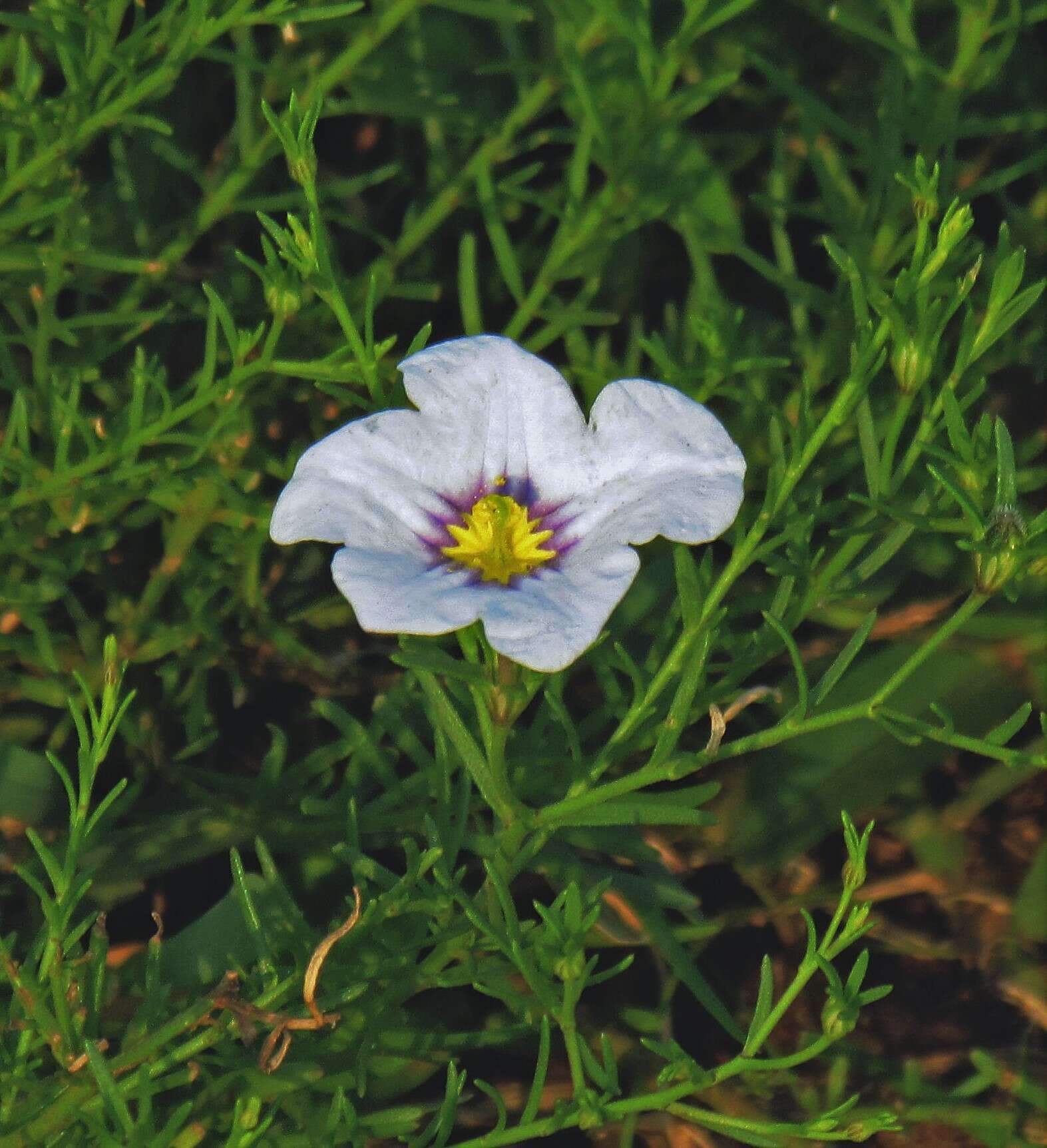 Image of Blue cup flower